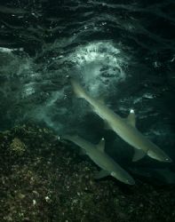 Above or Under ??? Whitetips reef sharks hunting at night... by Ofer Ketter 